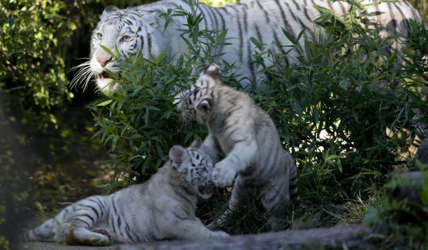 Argentina Tiger Triplets